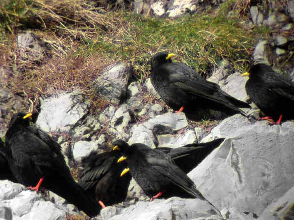 Alpine Chough