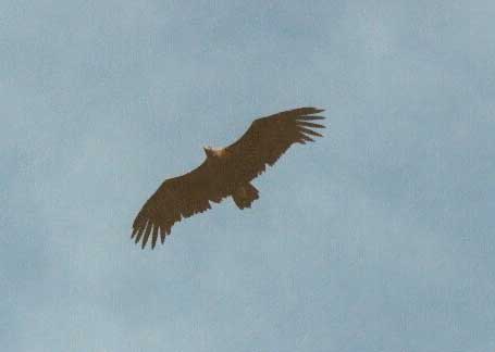 Black Vulture