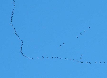 Common Crane
