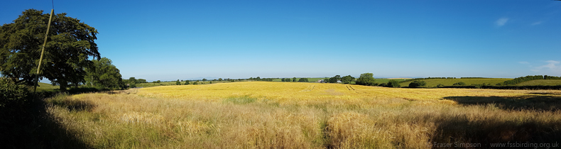 Yellowhammer breeding habitat, Ayrshire  Fraser Simpson 