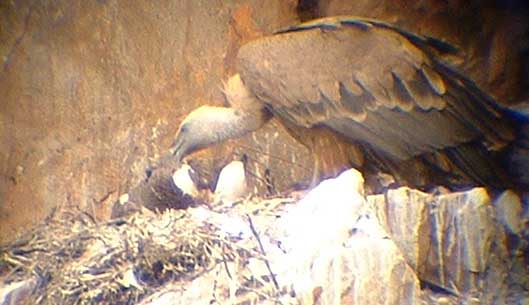 Griffon Vulture