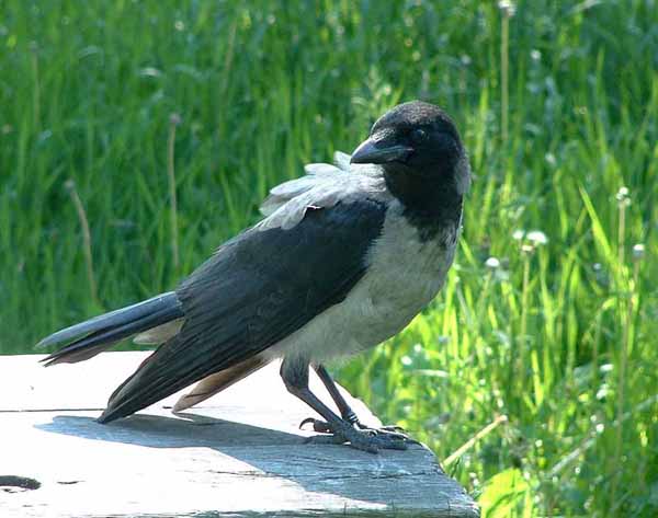 Hooded Crow