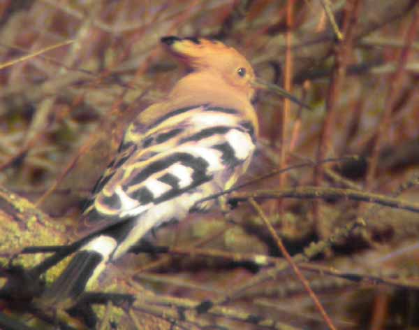 Hoopoe