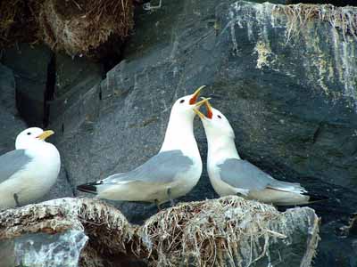 Kittiwake