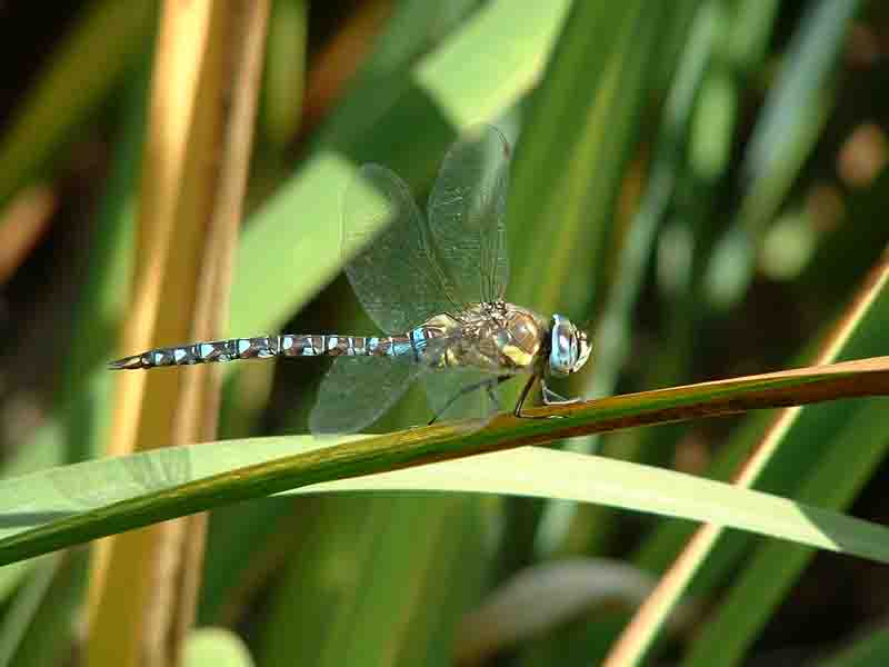 Migrant Hawker 