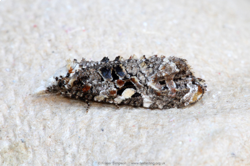 Rough-winged Conch (Phtheochroa rugosana)  Fraser Simpson