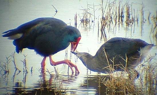 Purple Swamp-hen