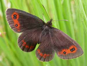 Scotch Argus