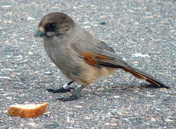 Siberian Jay