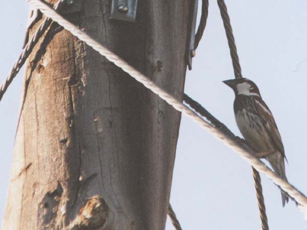 Spanish Sparrow