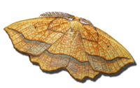 Ayrshire Bird Report 2006 (Bordered Beauty from rear cover, by Donald A Smith)