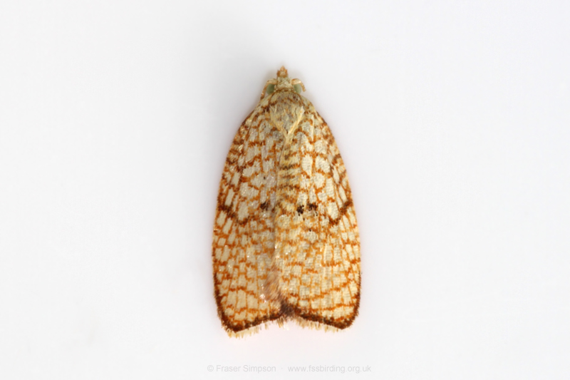 Maple Button (Acleris forsskaleana)  Fraser Simpson