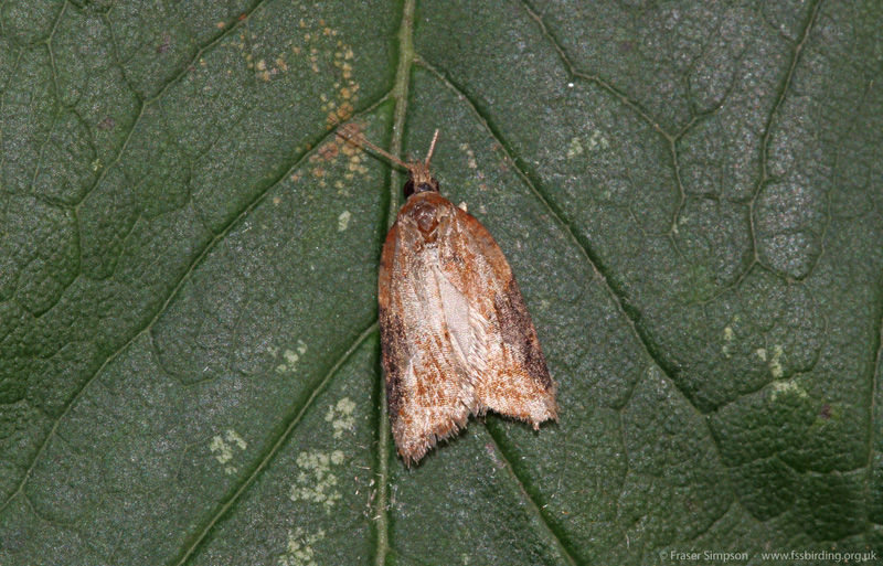 Strawberry Tortrix/Dark-triangle Button (Acleris comariana/A. laterana)  Fraser Simpson
