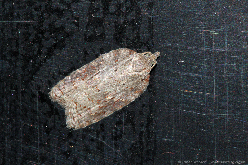 Ashy Button (Acleris sparsan)  Fraser Simpson