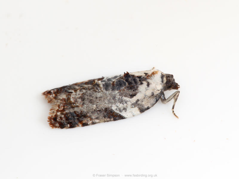 Garden Rose Tortrix (Acleris variegana)  Fraser Simpson