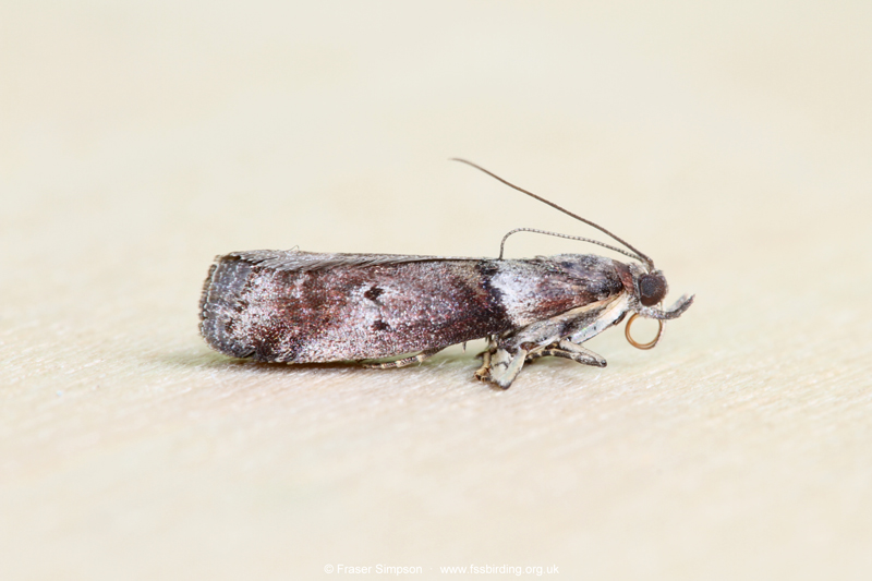Broad-barred Knot-horn (Acrobasis consociella)  Fraser Simpson