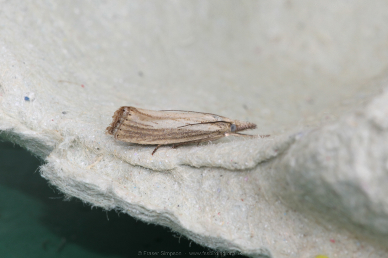 Straw Grass-veneer (Agriphila straminella)  Fraser Simpson
