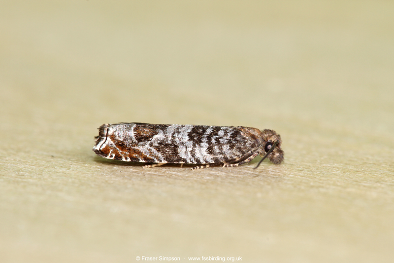 Triangle-marked Roller (Ancylis achatana)  Fraser Simpson