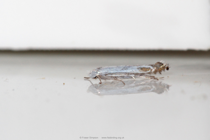 Apple Leaf Miner (Lyonetia clerkella)  Fraser Simpson