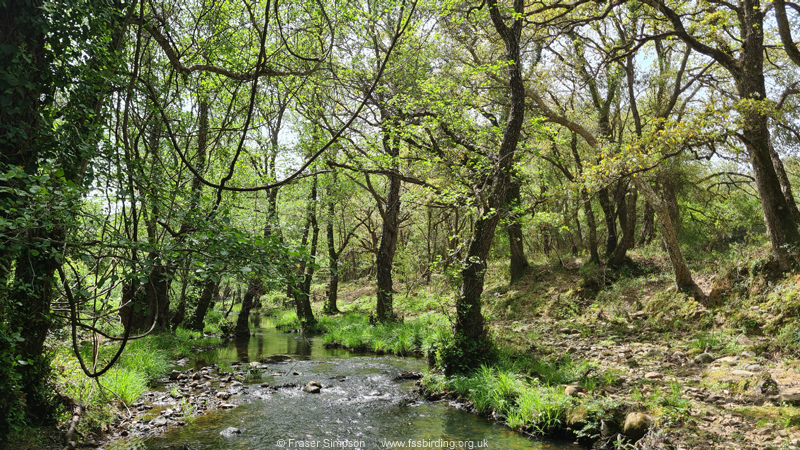 Arroyo del Tiradero, Valle de Ojn, Parque Natural de los Alcornocales, Spain  Fraser Simpson