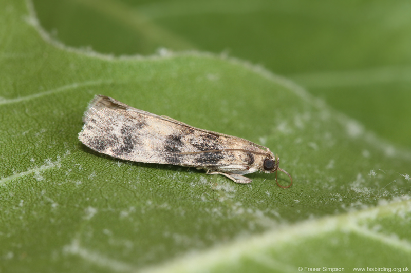 Ash-bark Knot-horn (Euzophera pingui)  Fraser Simpson