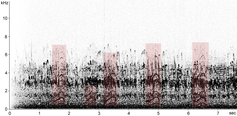 Sonogram of Audouin's Gull calls