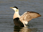 Eider