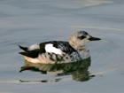 Black Guillemot