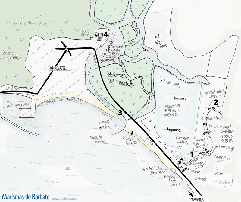 Map of Barbate showing the river, marshes, lagoons and old saltpans (Marismas del Barbate)  Fraser Simpson
