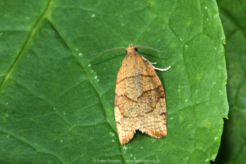 Barred Fruit-tree Tortrix (Pandemis cerasana)  Fraser Simpson
