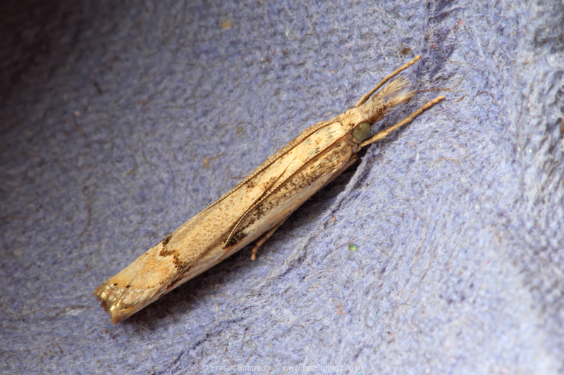 Barred Grass-veneer (Agriphila inquinatella)  Fraser Simpson