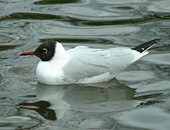 Black-headed Gull