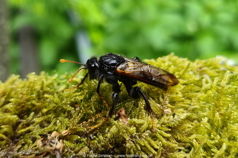 Birch Sawfly (Cimbex femoratus)  Fraser Simpson