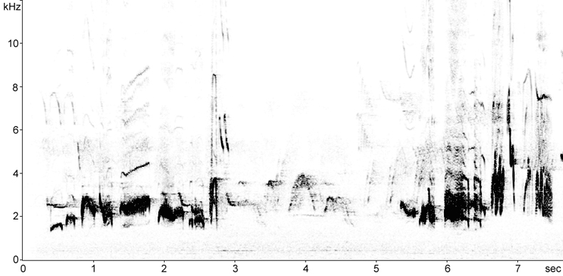 Sonogram of Blackbird song
