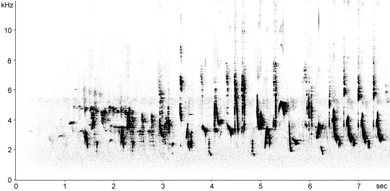 Sonogram of Backcap song