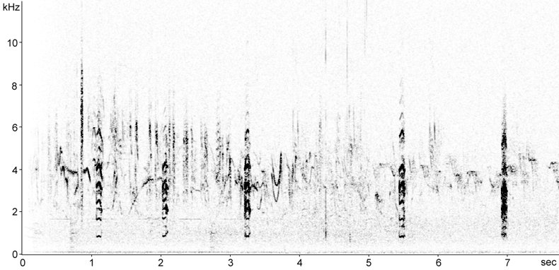 Sonogram of Black-winged Stilt calls in flight