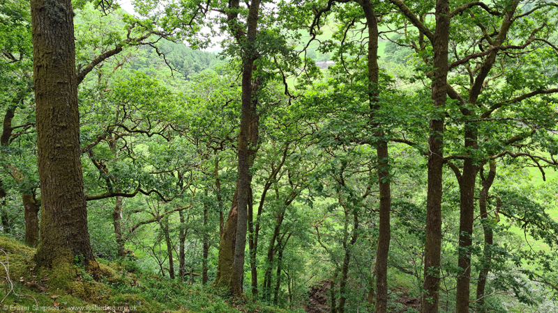 Sessile Oaks in Brundholme Wood   Fraser Simpson 2021
