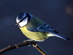 Blue Tit Fraser Simpson