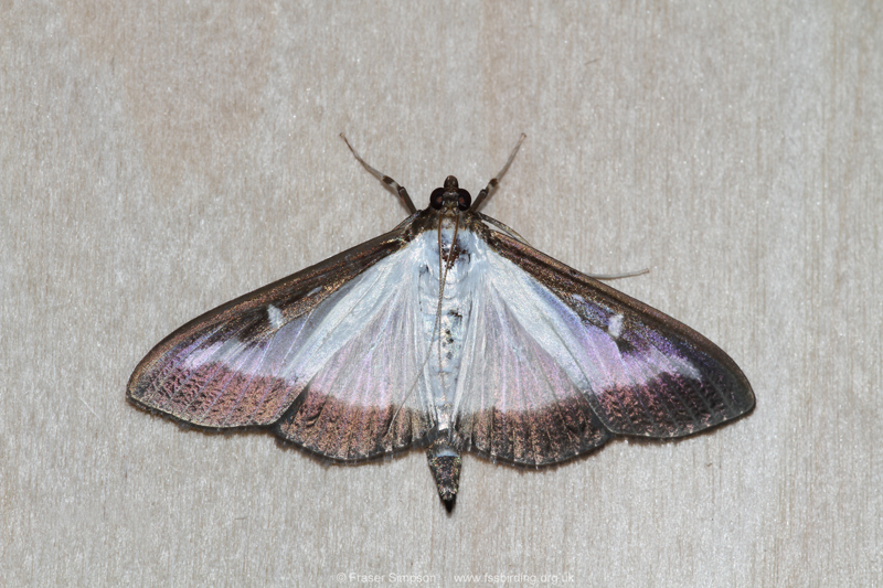 Box-tree Moth (Cydalima perspectalis)  Fraser Simpson