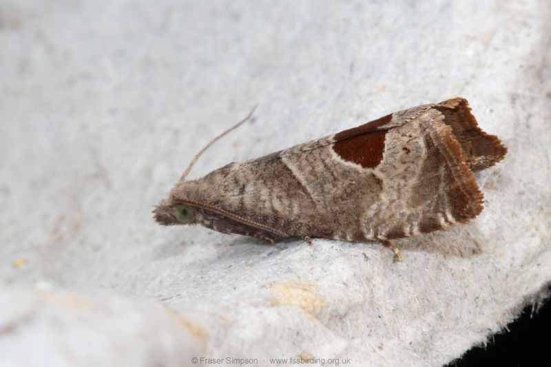 Bramble Shoot Moth (Notocelia uddmanniana)  Fraser Simpson