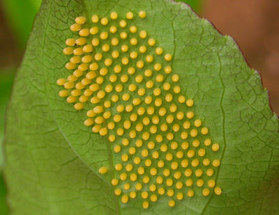Lepidoptera Ova