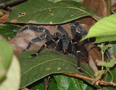 Tarantula