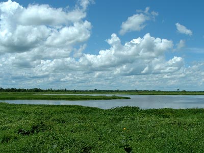 Wetlands