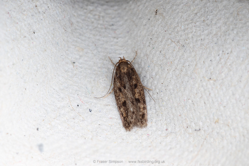 Brown House-moth (Hofmannophila pseudospretella)  Fraser Simpson