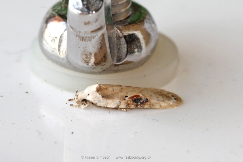 Brown-spot Flat-body (Agonopterix alstromeriana)  Fraser Simpson