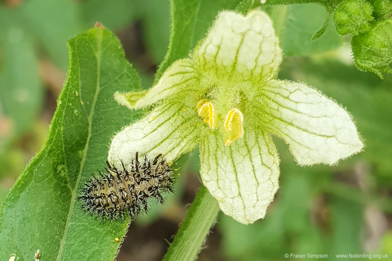 Bryony Ladybird larva (Henosepilachna argus)  Fraser Simpson