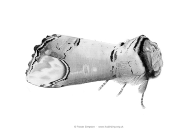 Buff-tip moth drawing  Fraser Simpson