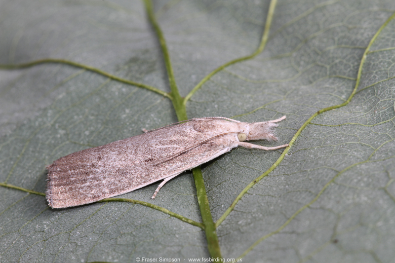 Bulrush Veneer (Calamotropha paludella)  Fraser Simpson
