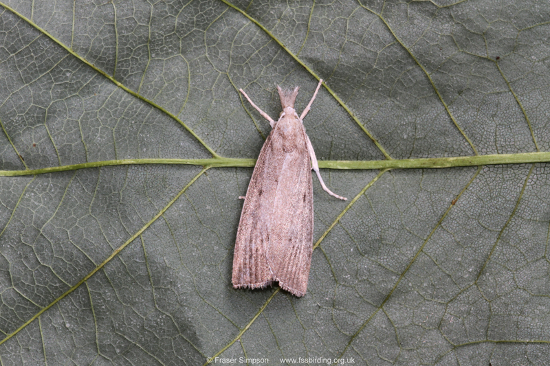 Bulrush Veneer (Calamotropha paludella)  Fraser Simpson