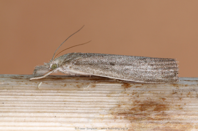 Bulrush Veneer (Calamotropha paludella)  Fraser Simpson